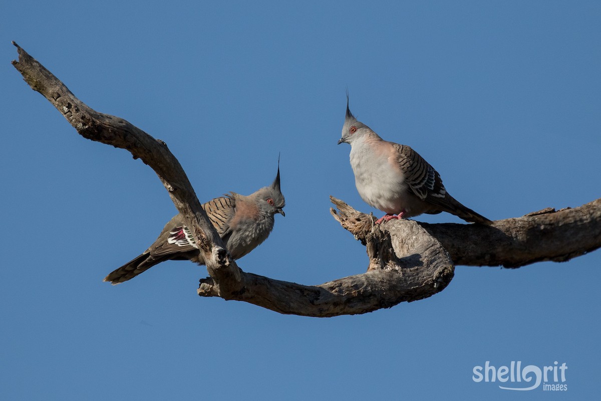 Crested Pigeon - ML69656291