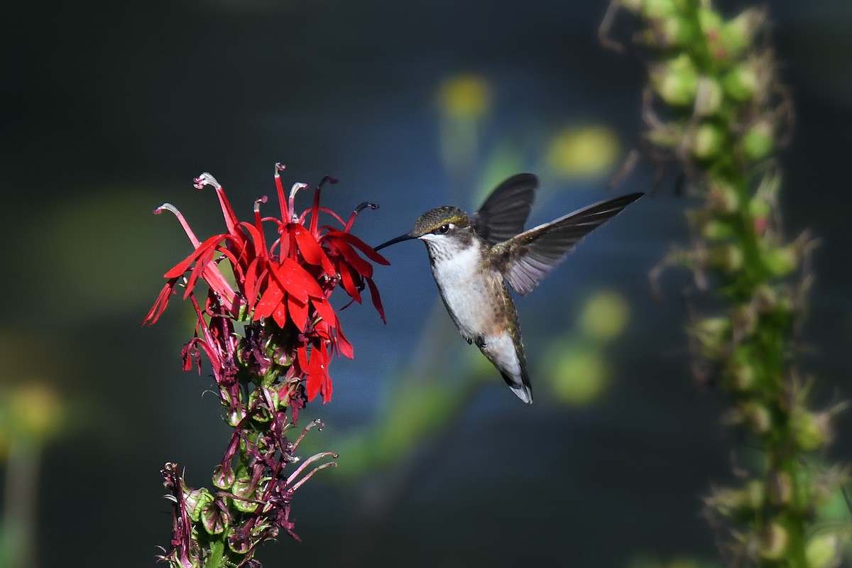 Ruby-throated Hummingbird - terence zahner