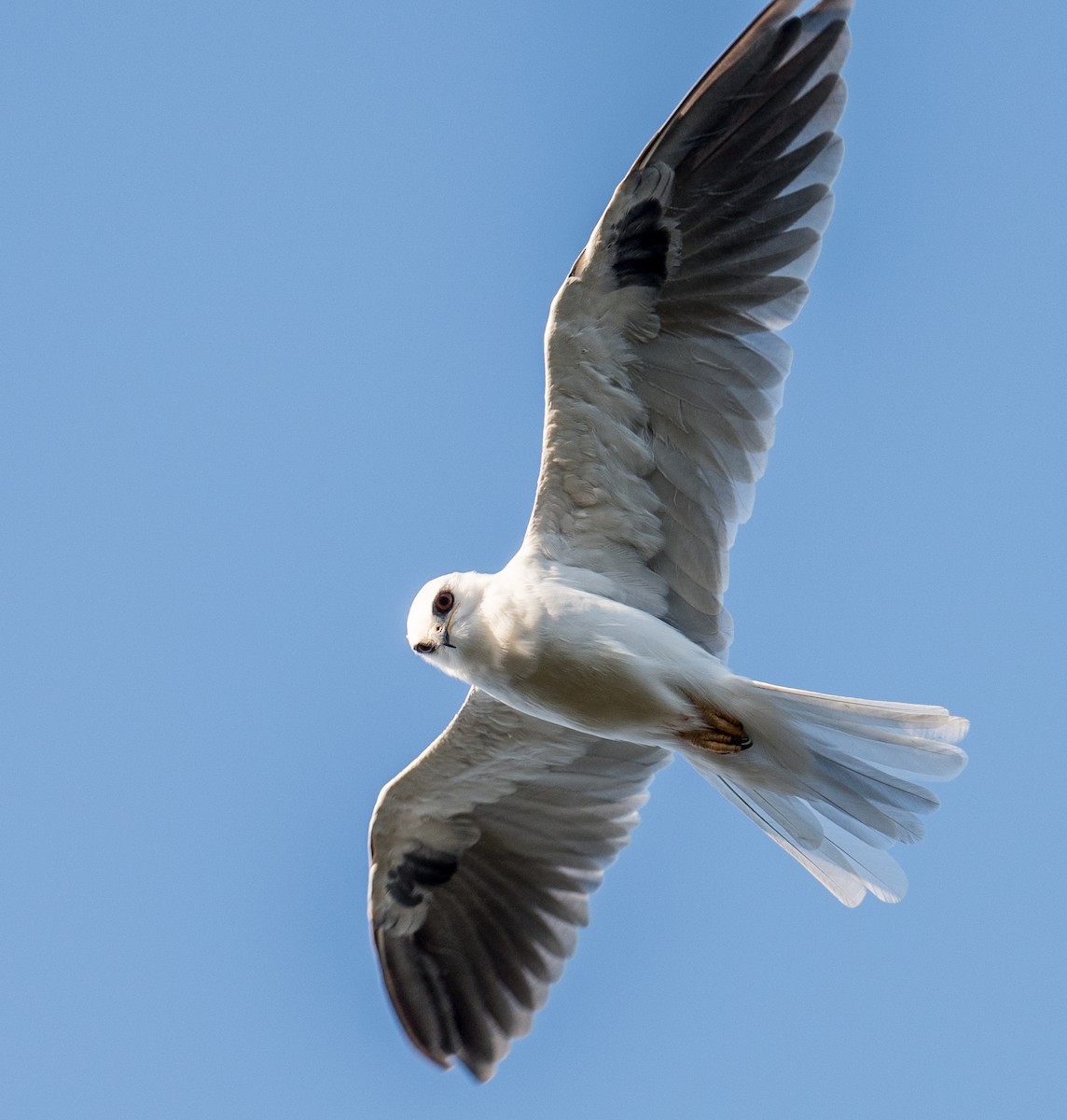 White-tailed Kite - Michael Bolte