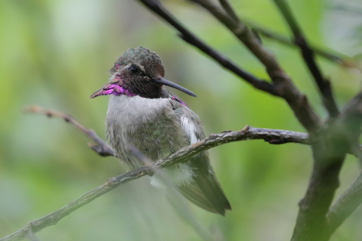 Costa's Hummingbird - Cameron Eckert