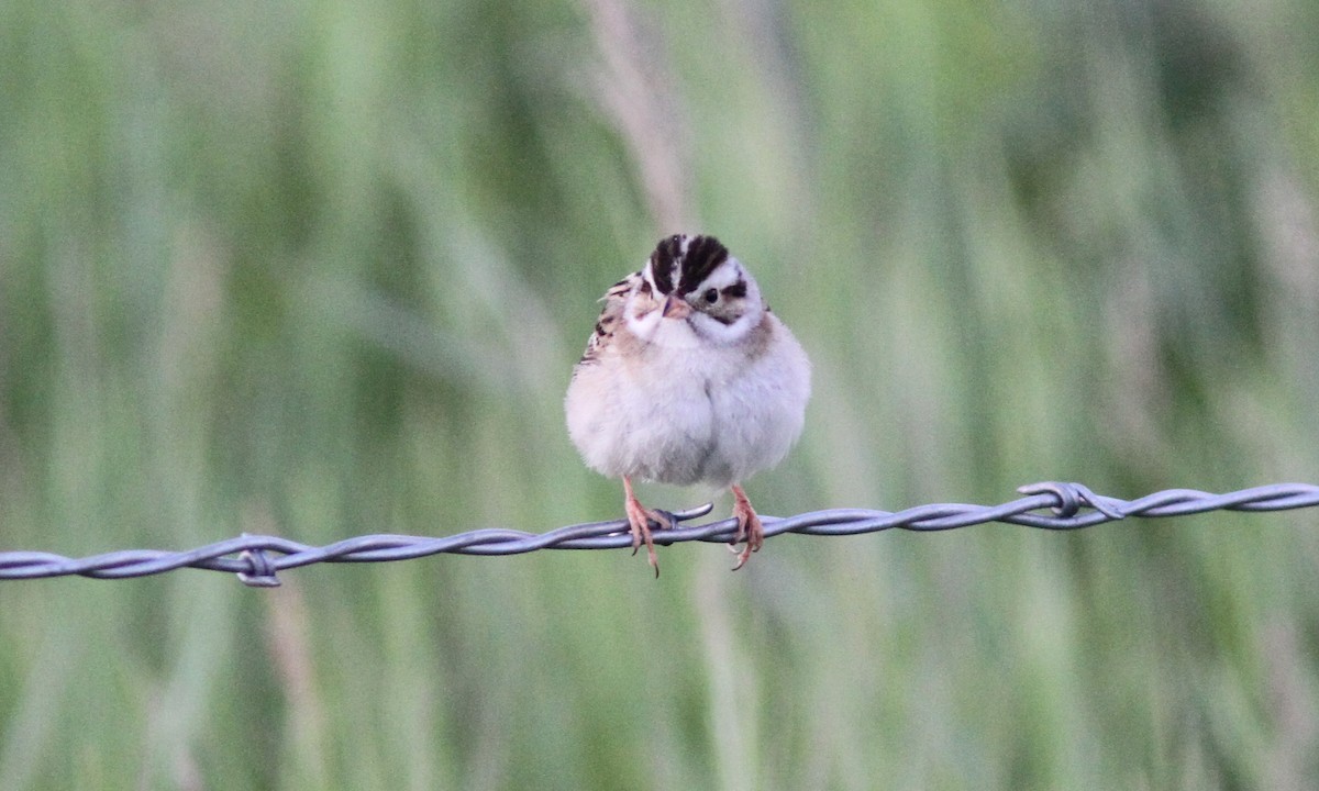 Clay-colored Sparrow - ML69660741