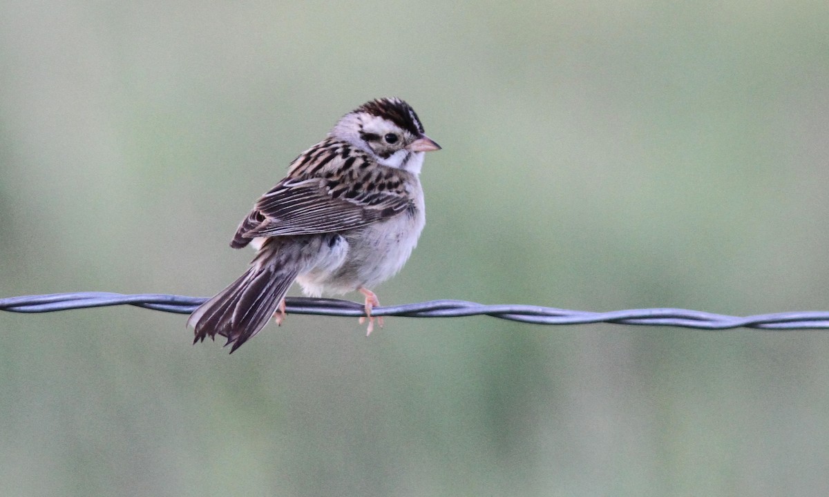 Clay-colored Sparrow - ML69660761