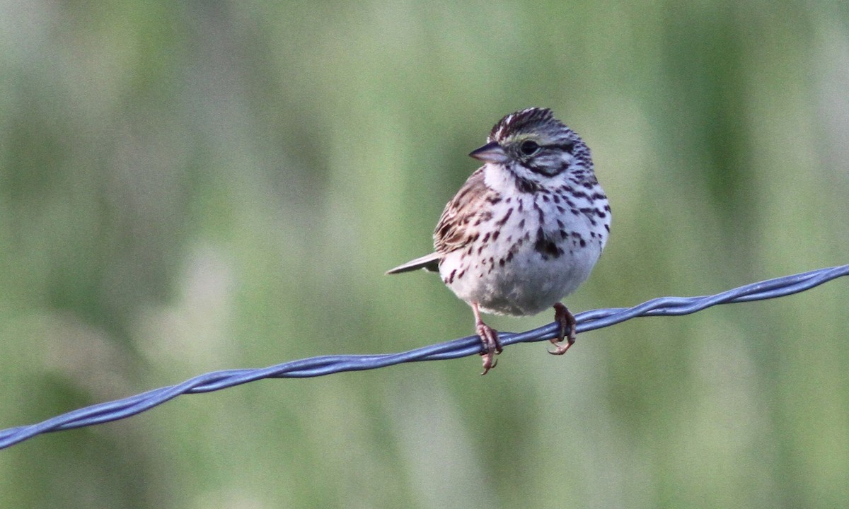 Savannah Sparrow - ML69660831