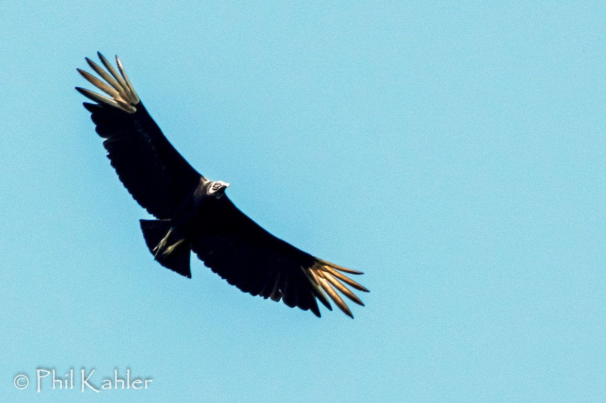 Black Vulture - Phil Kahler