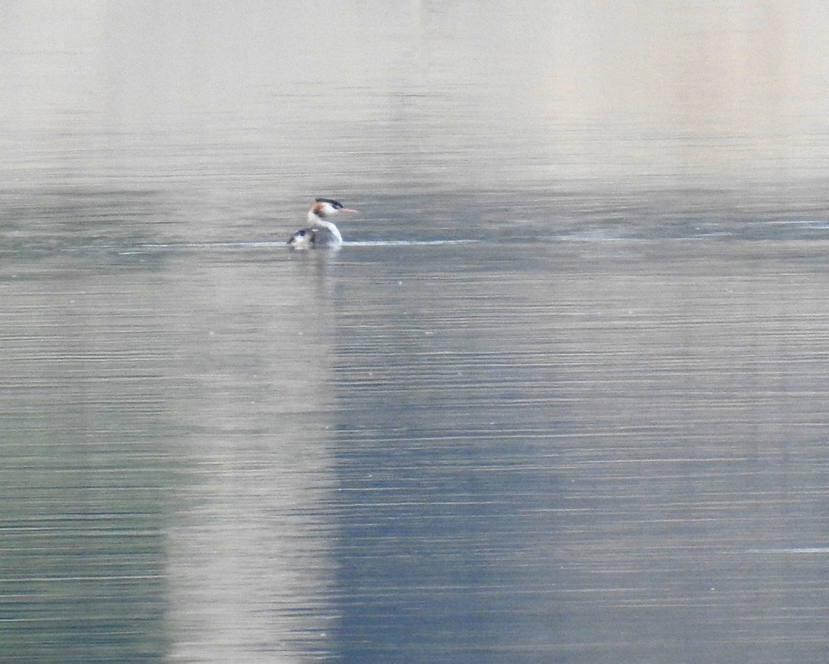 Great Crested Grebe - ML69661811