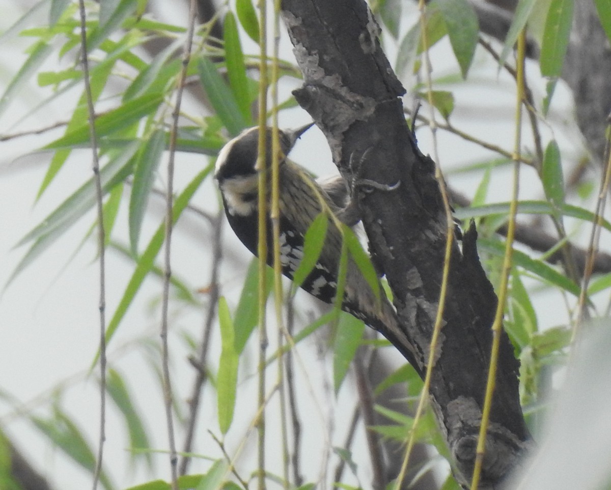 Gray-capped Pygmy Woodpecker - ML69661961