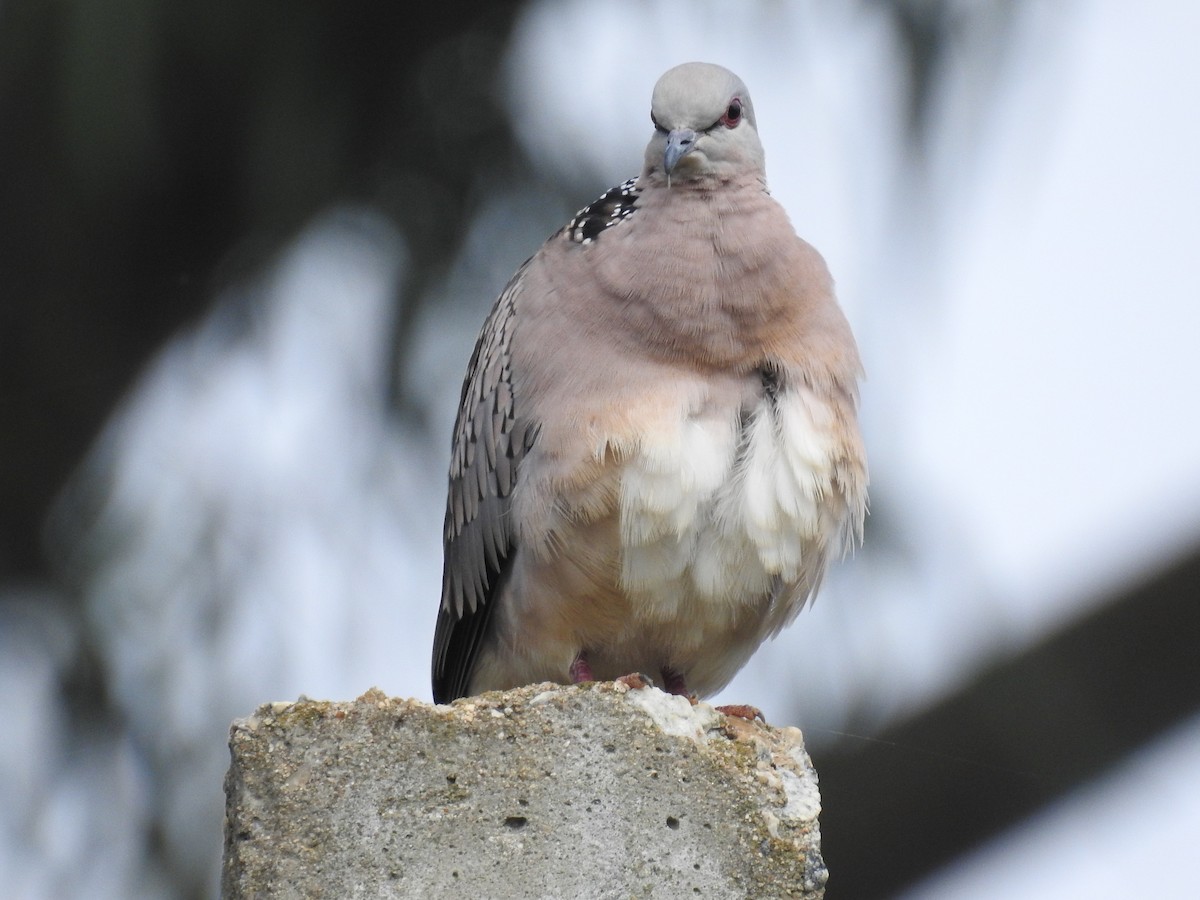 Spotted Dove - ML69664561