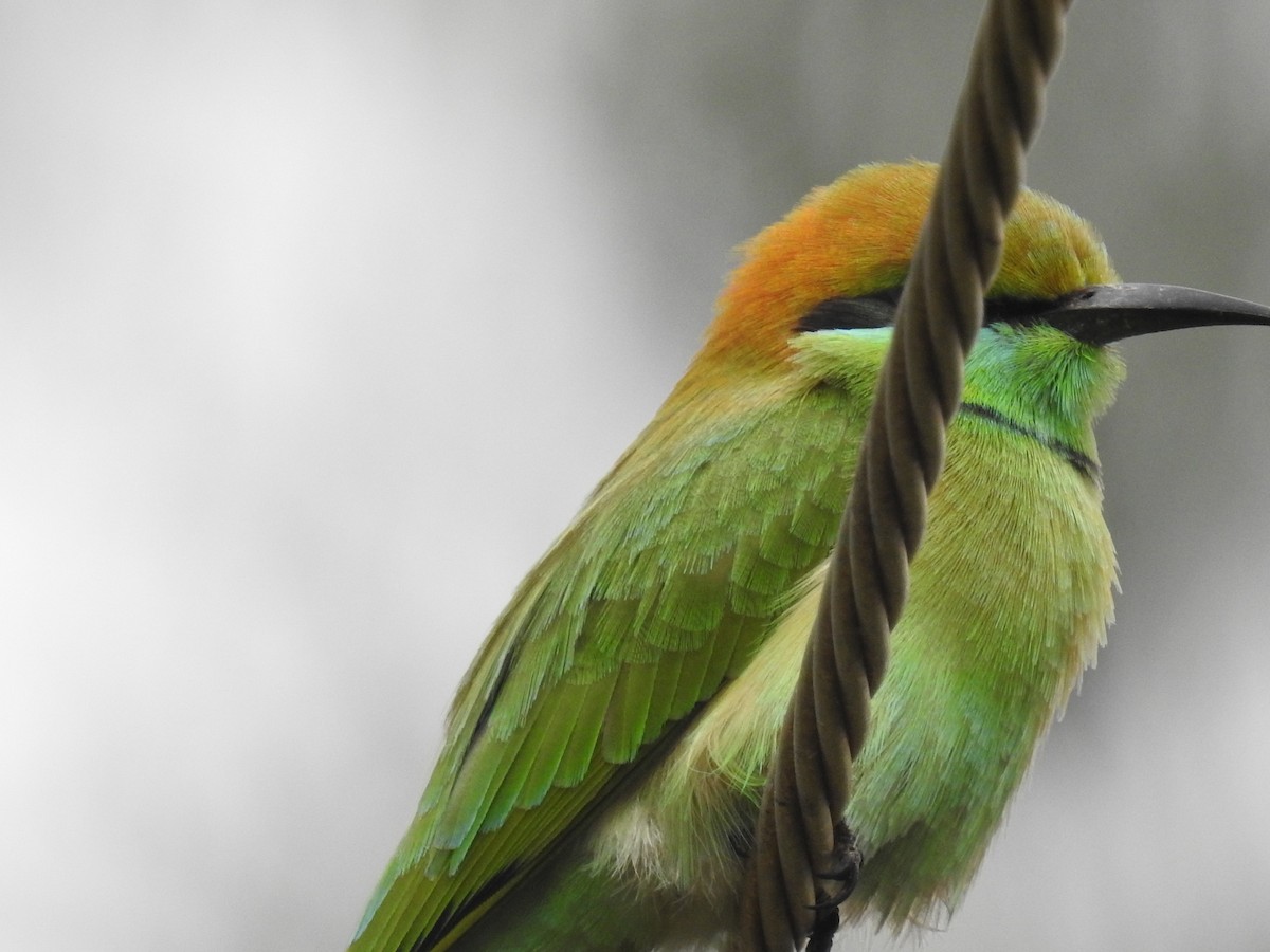 Asian Green Bee-eater - ML69664571
