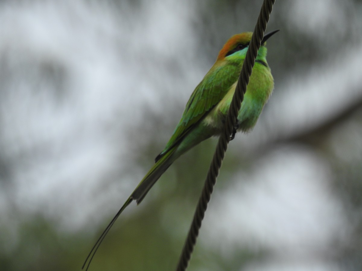 Asian Green Bee-eater - ML69664581