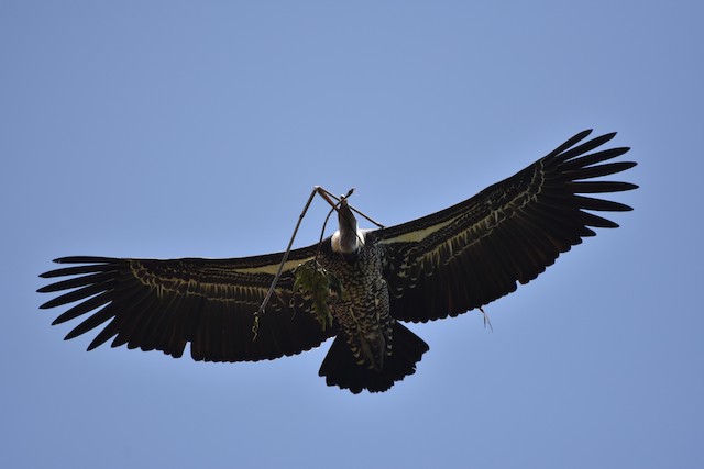 Possible confusion species: Rüppell's Griffon (<em class="SciName notranslate">Gyps rueppelli</em>). - Rüppell's Griffon - 