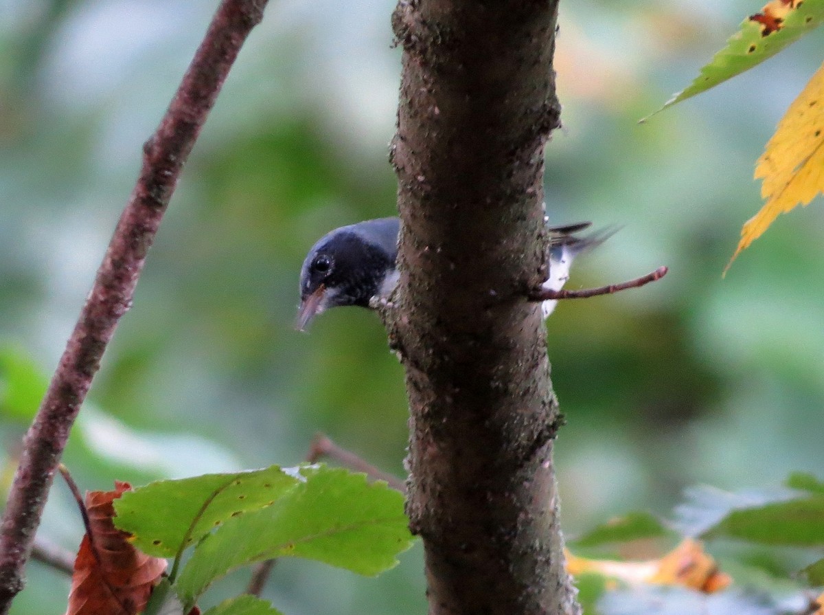 Black-throated Blue Warbler - ML69666491