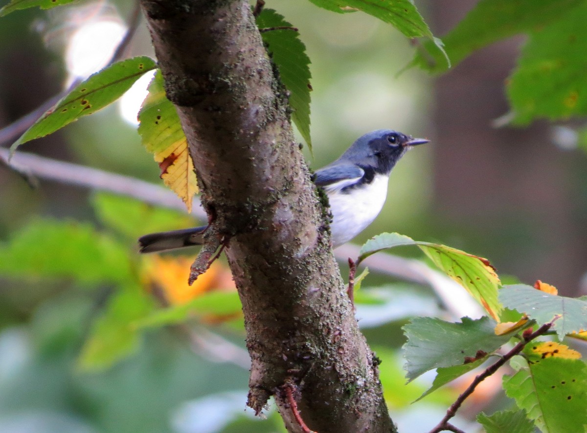 Black-throated Blue Warbler - ML69666501