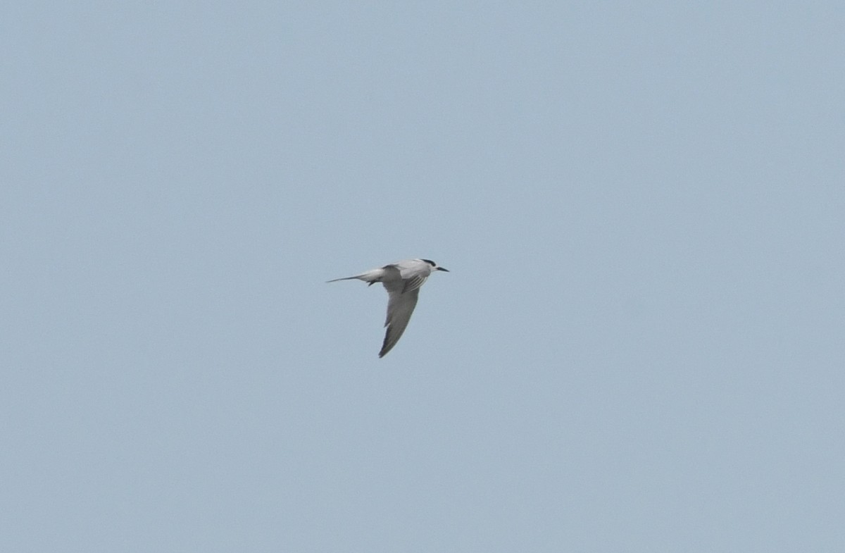 Common Tern - ML69668171