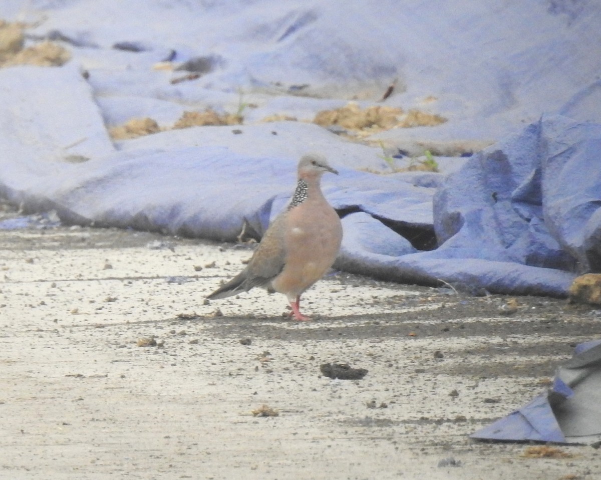 Spotted Dove - ML69668591