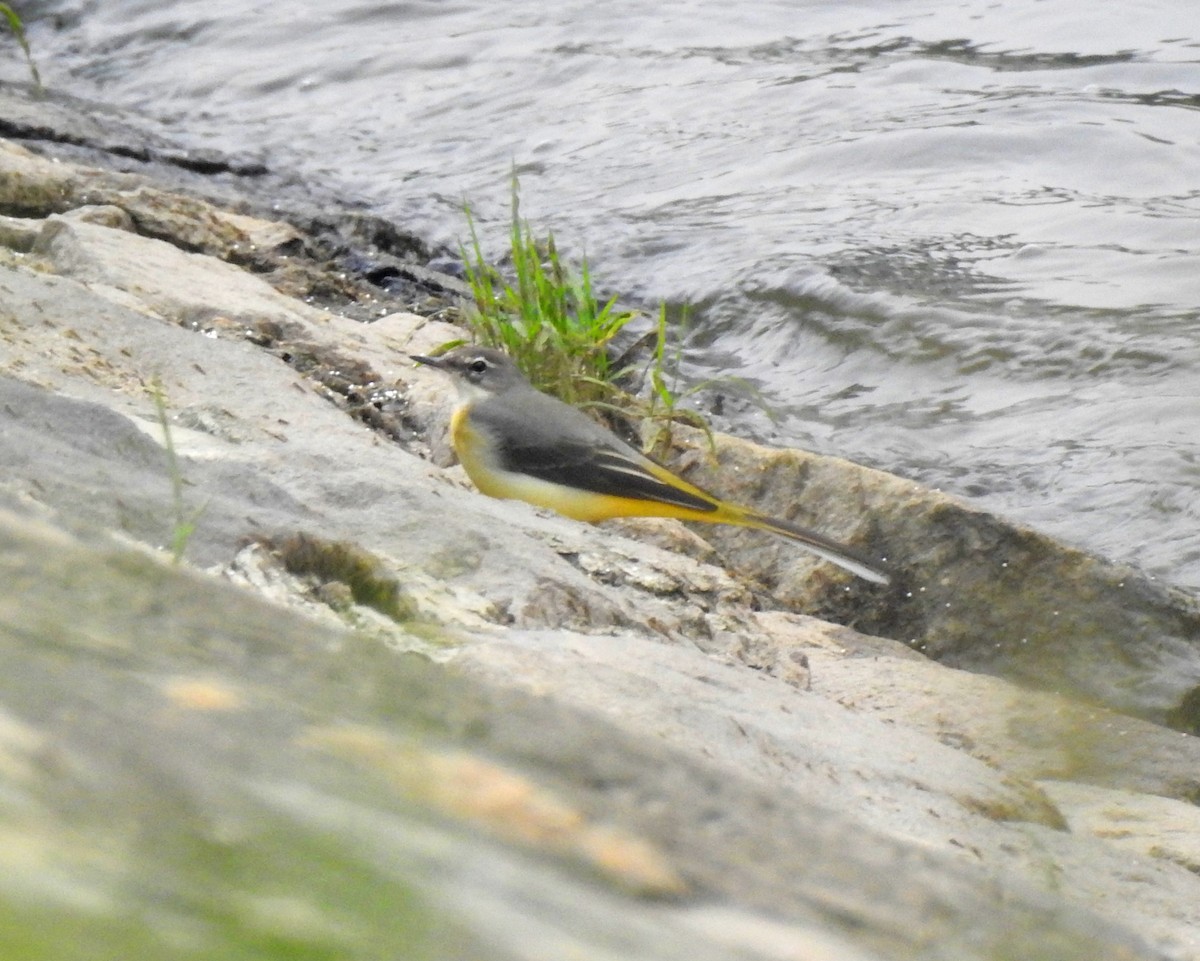 Gray Wagtail - Scott Young