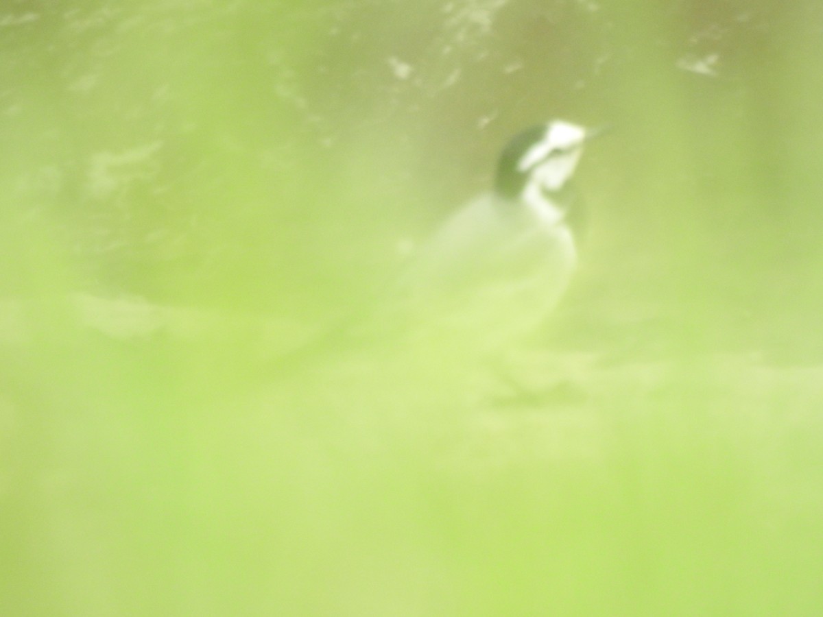 White Wagtail (ocularis) - ML69668771
