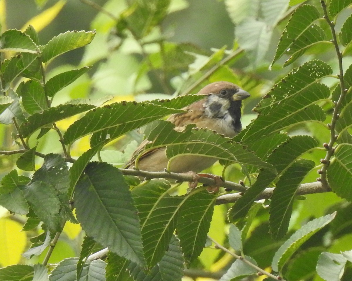 Eurasian Tree Sparrow - ML69668781