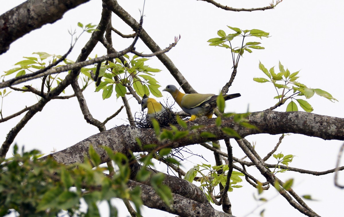 Yellow-footed Green-Pigeon - ML69670641