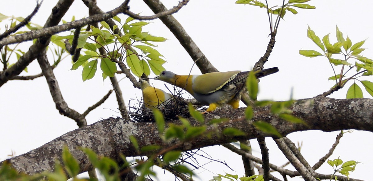 Yellow-footed Green-Pigeon - ML69670651