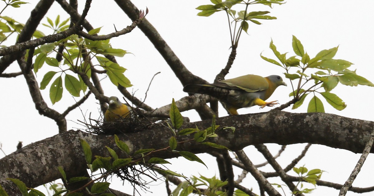Yellow-footed Green-Pigeon - ML69670681