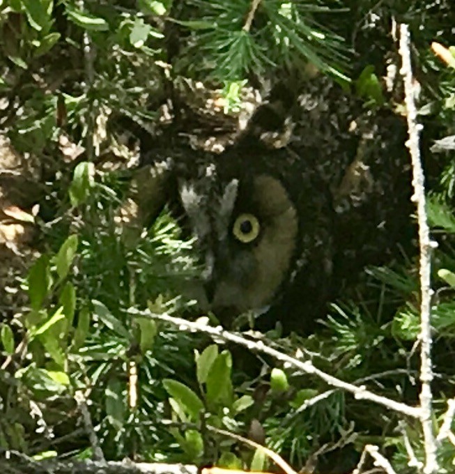 Long-eared Owl - Kevin Manley