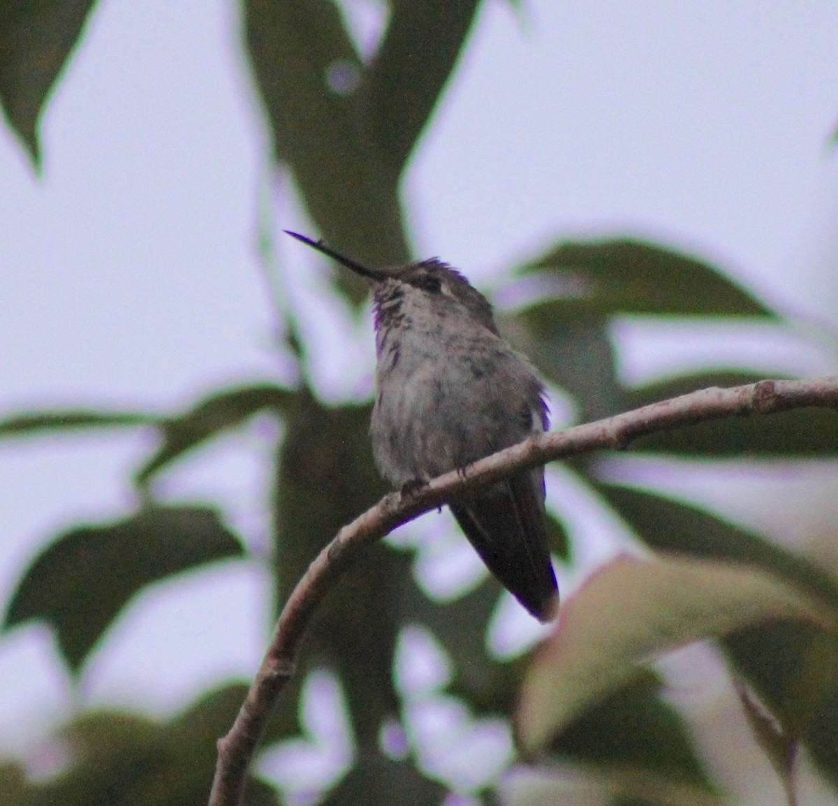 Anna's Hummingbird - Matt Yawney