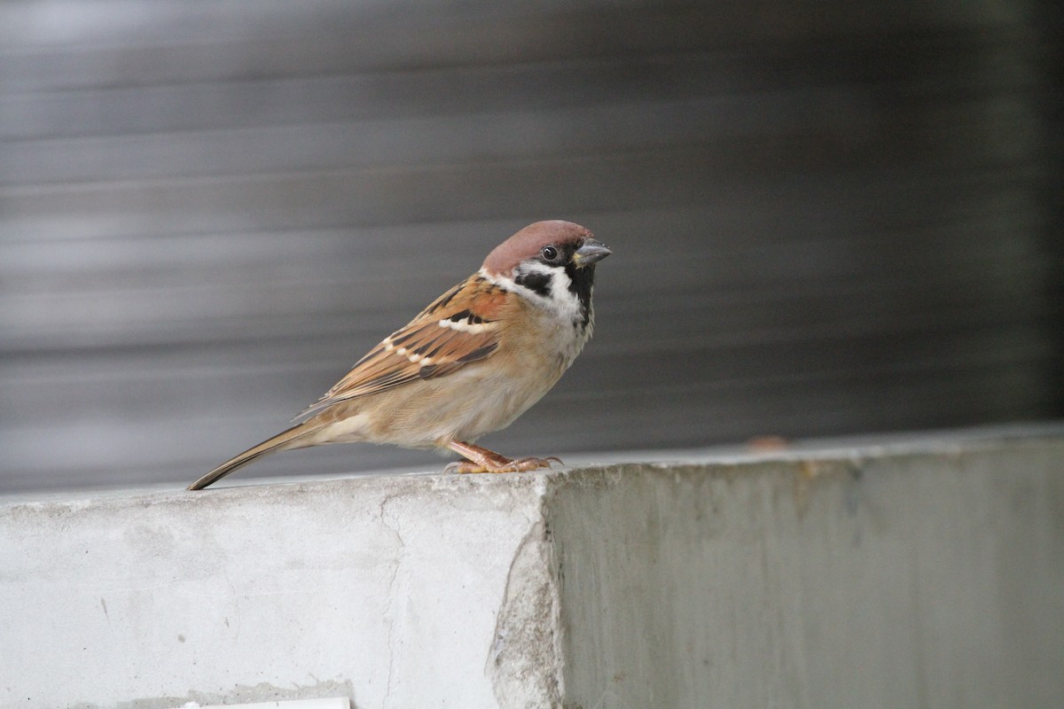 Eurasian Tree Sparrow - Koji ICHIYAMA