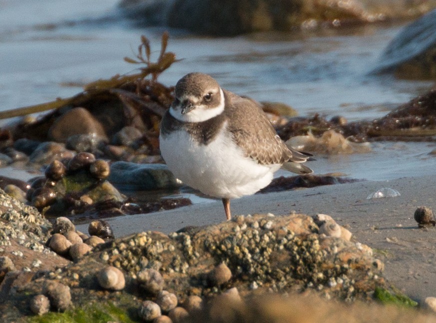 Semipalmated Plover - ML69674531
