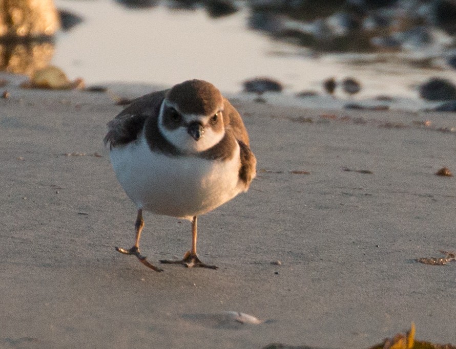 Semipalmated Plover - ML69674541