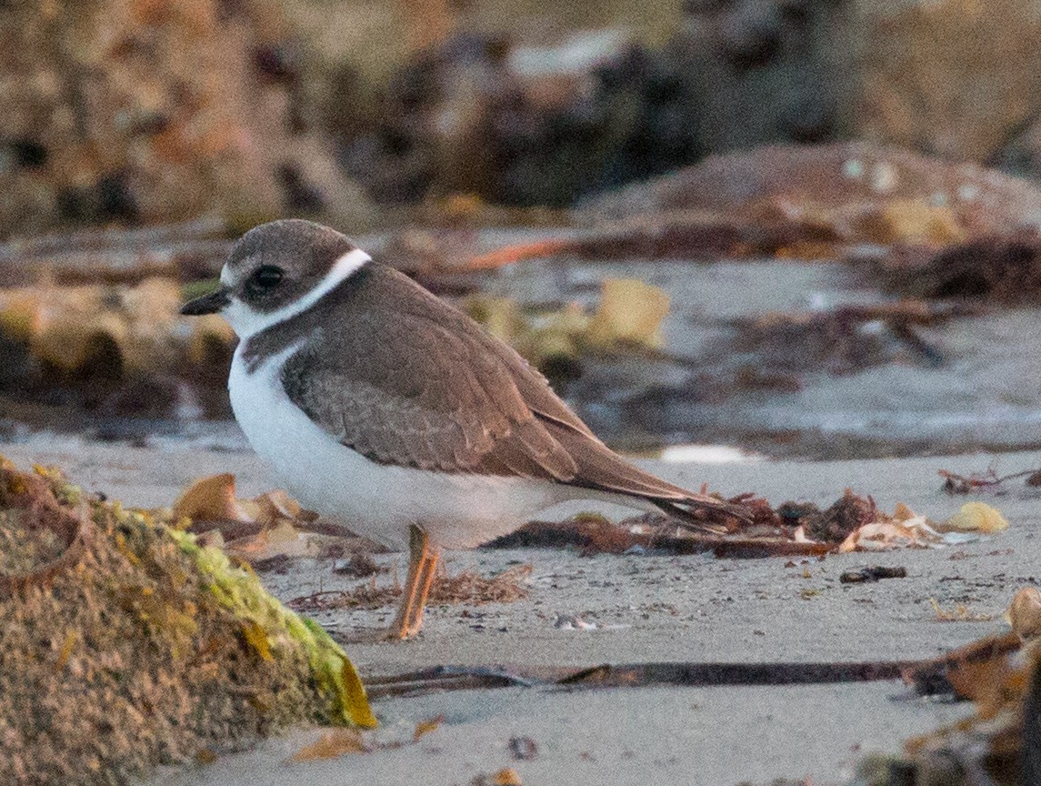 Semipalmated Plover - ML69674581