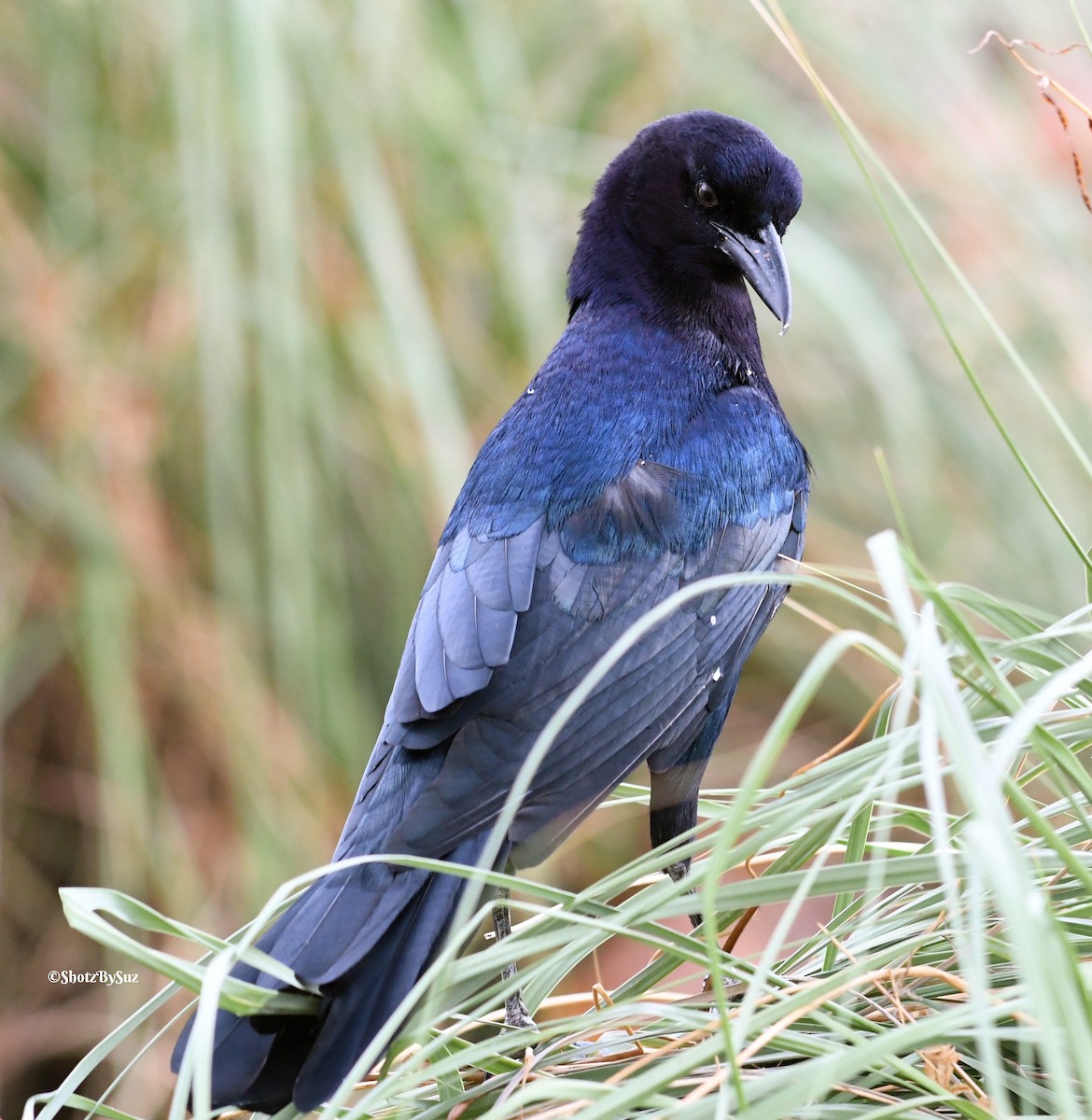 Boat-tailed Grackle - ML69675781