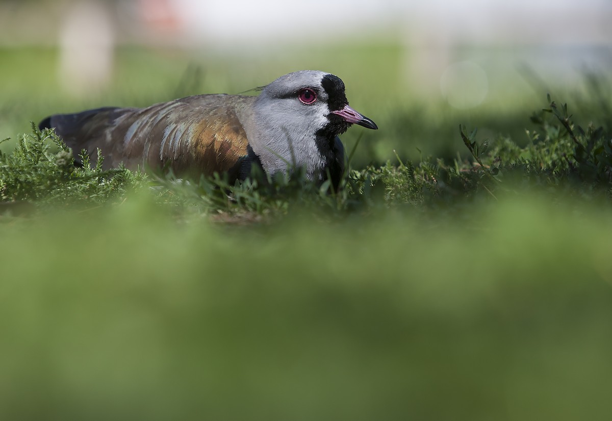 Southern Lapwing - Dominic Garcia-Hall