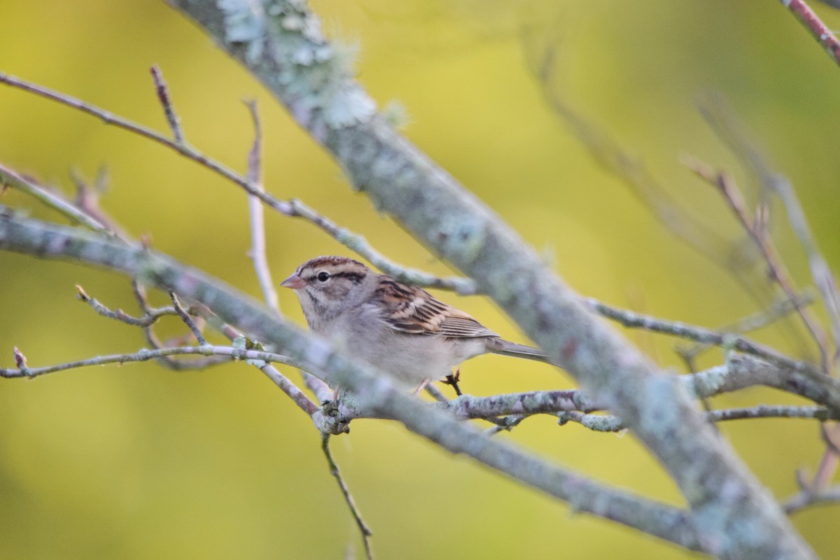 Chipping Sparrow - Jonathan Snyder