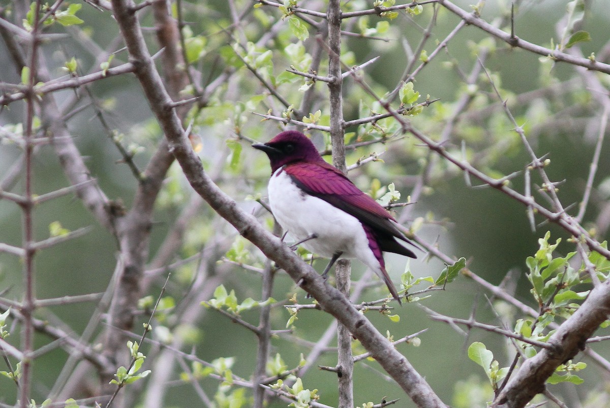 Violet-backed Starling - ML69677231