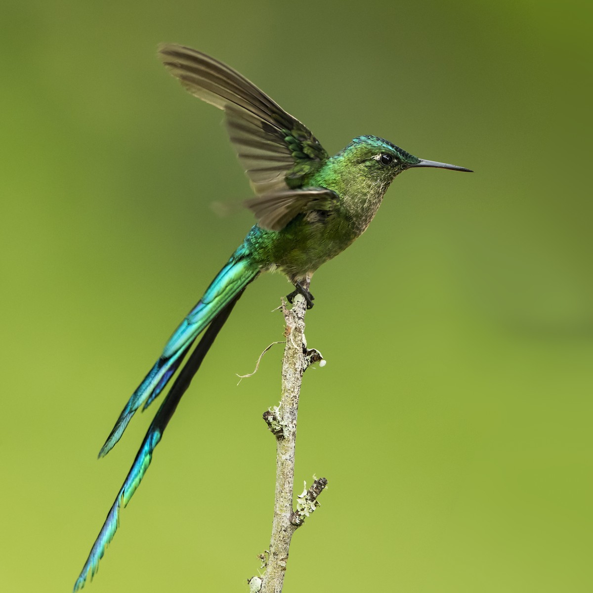 Long-tailed Sylph - ML69682831