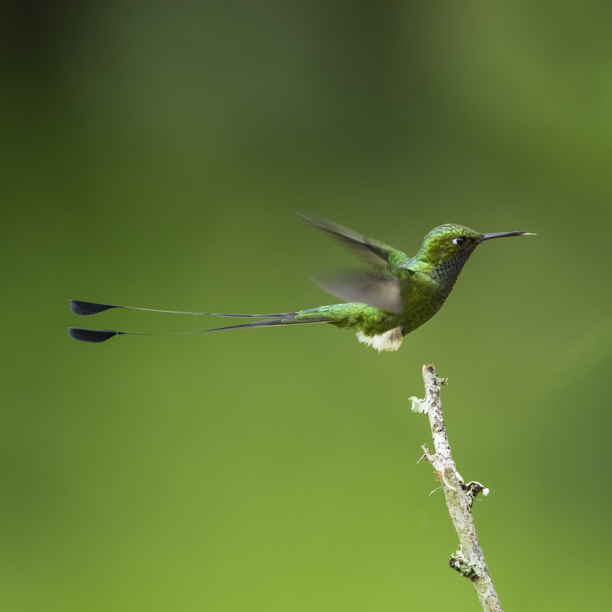 White-booted Racket-tail - Peter Hawrylyshyn