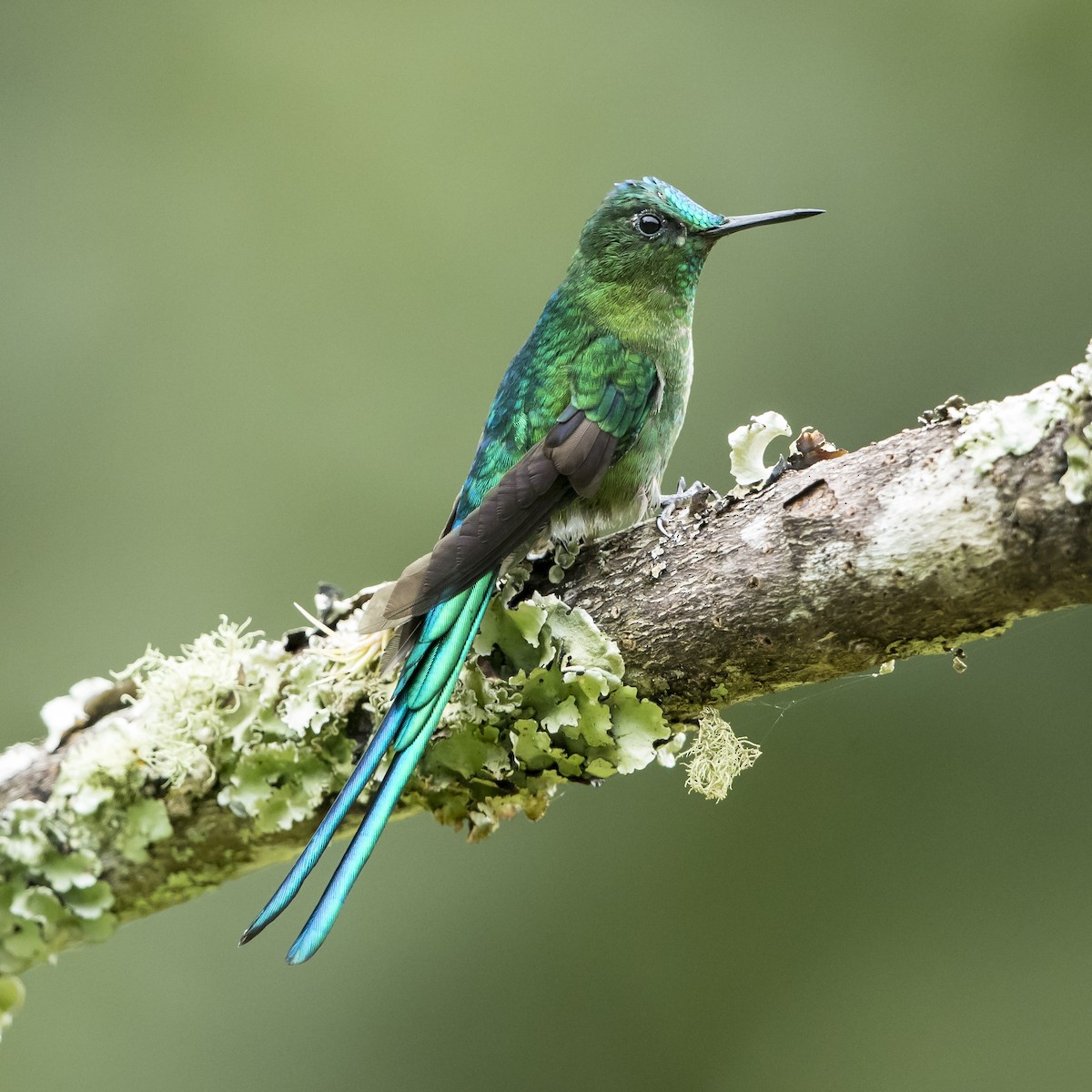 Long-tailed Sylph - ML69684711