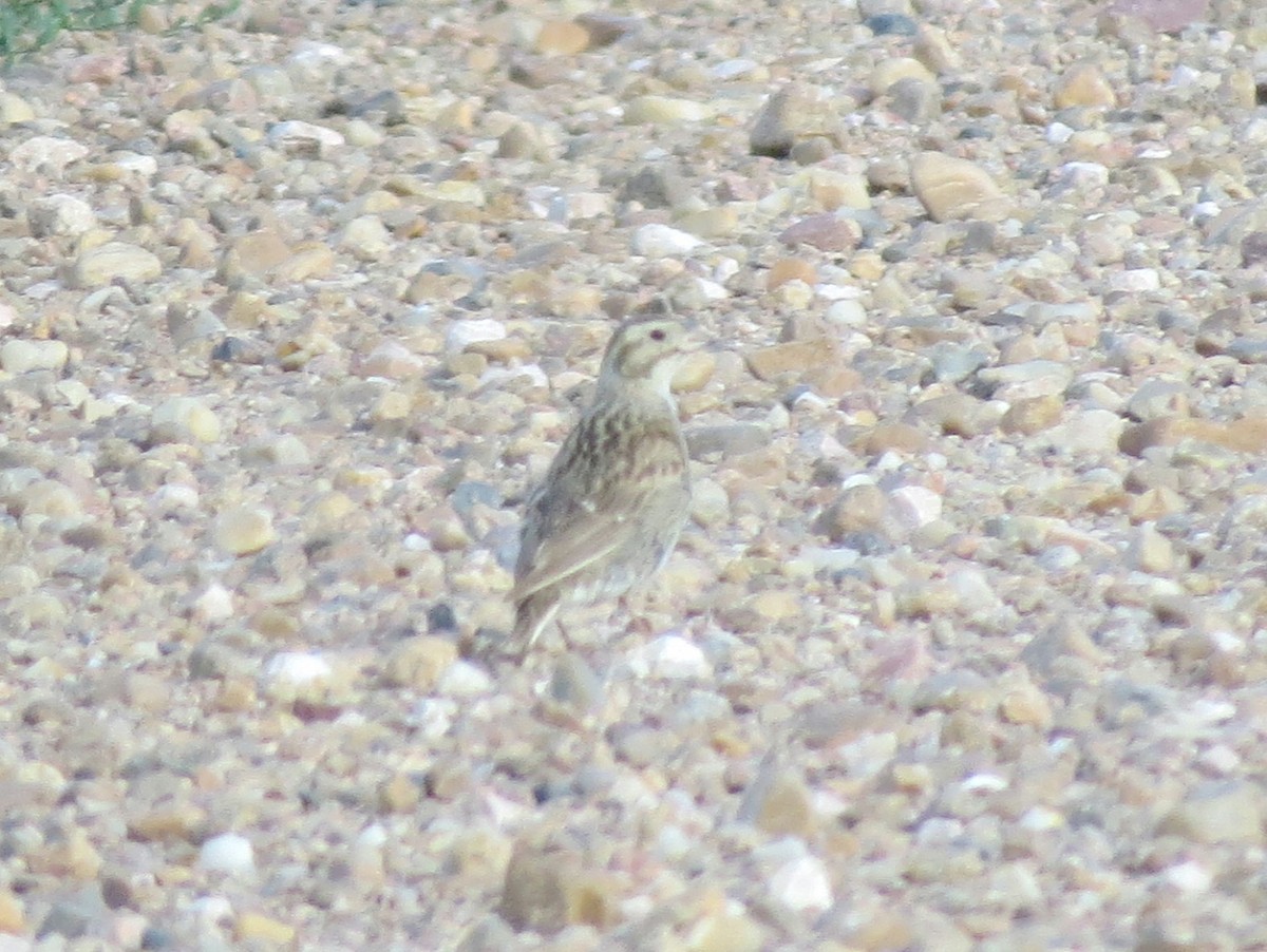 Thick-billed Longspur - ML69686301