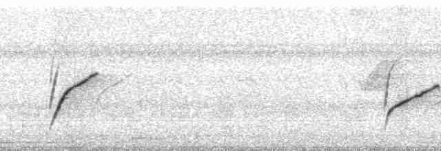 Weißkappen-Schleppentyrann - ML69688