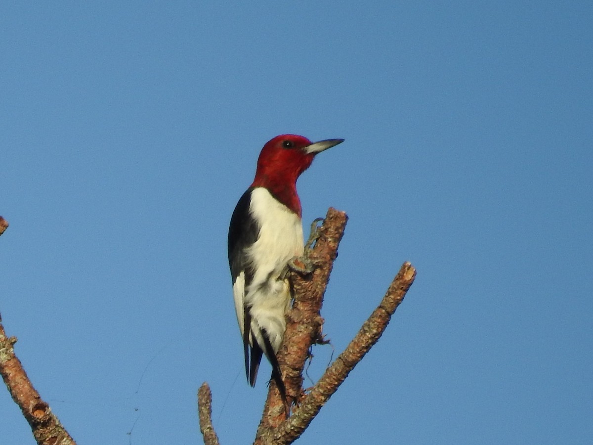 Red-headed Woodpecker - Paul Waton