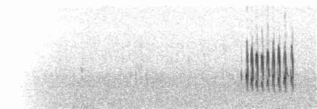 Plectrophane à ventre gris - ML69698911