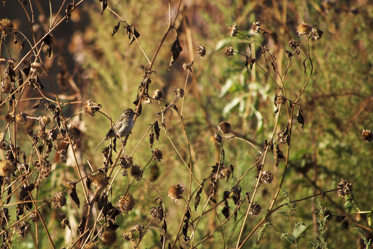 Clay-colored Sparrow - ML69699741