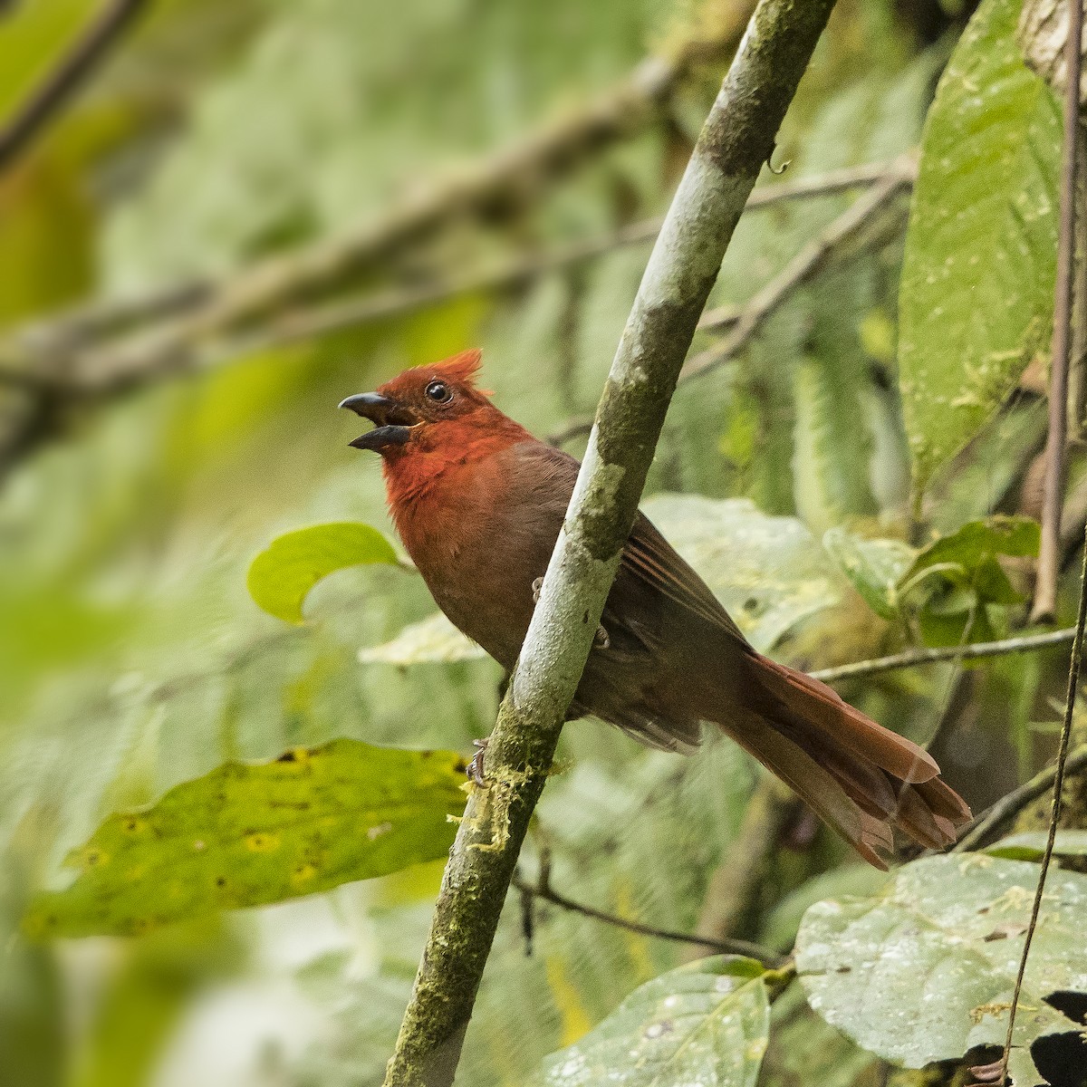 Crested Ant-Tanager - Peter Hawrylyshyn