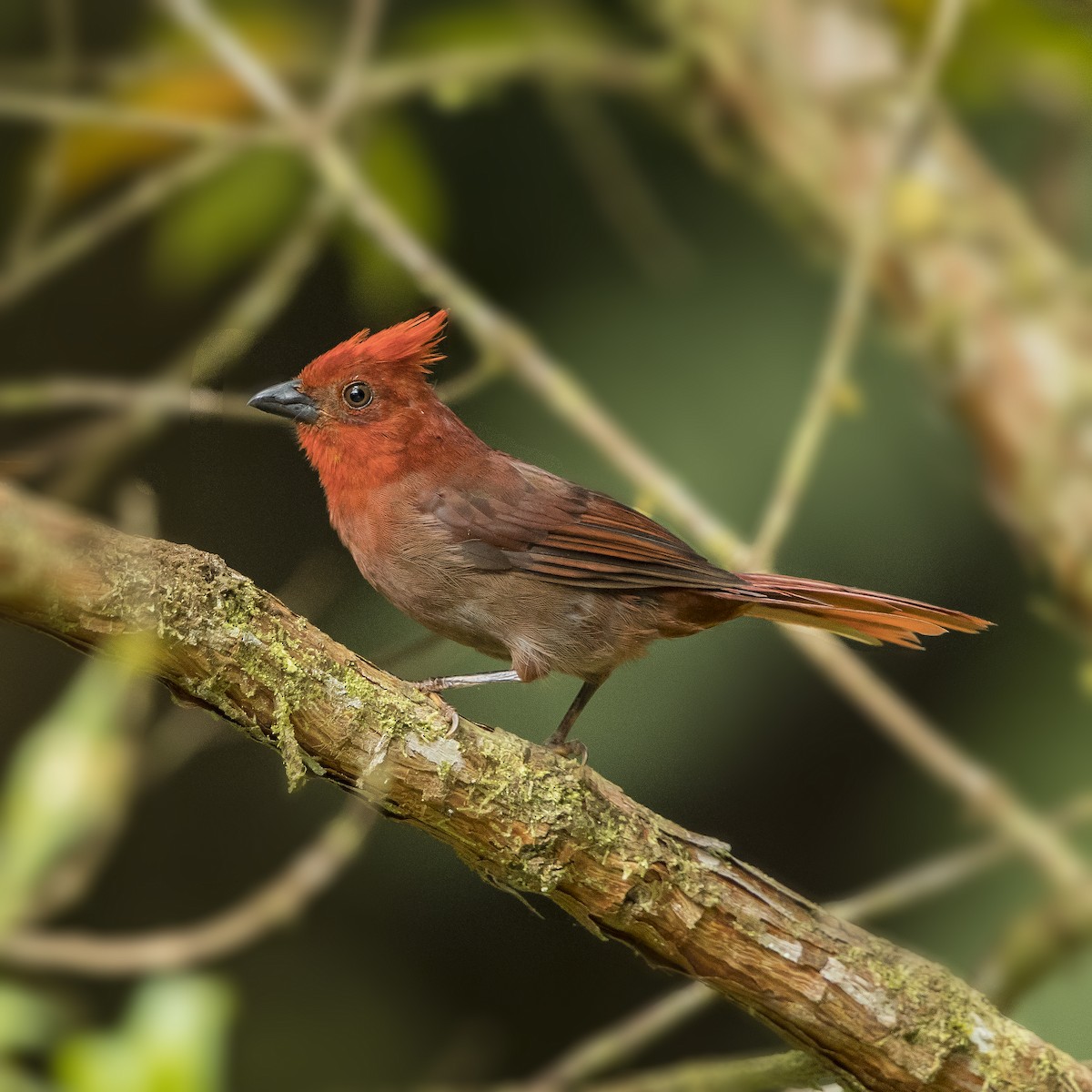 Crested Ant-Tanager - ML69700841