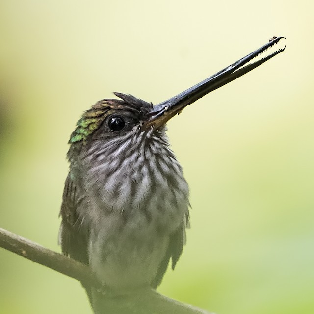 Tooth-billed Hummingbird - eBird