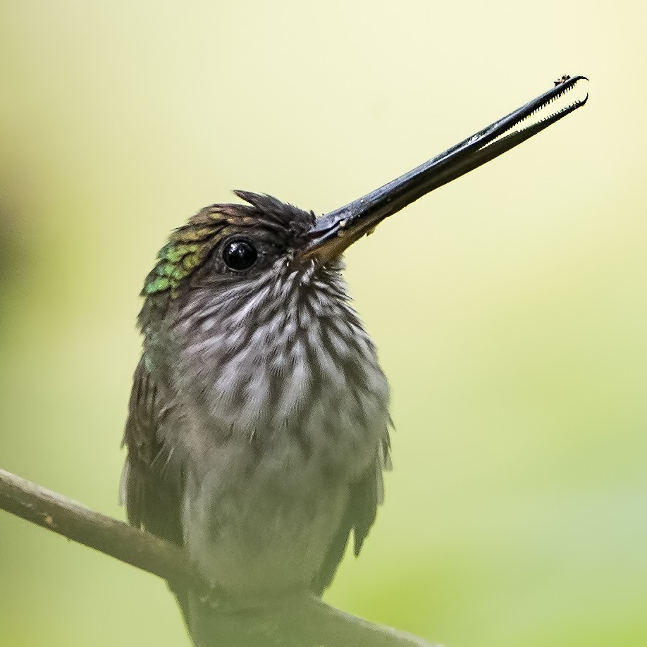 Tooth-billed Hummingbird - ML69701871