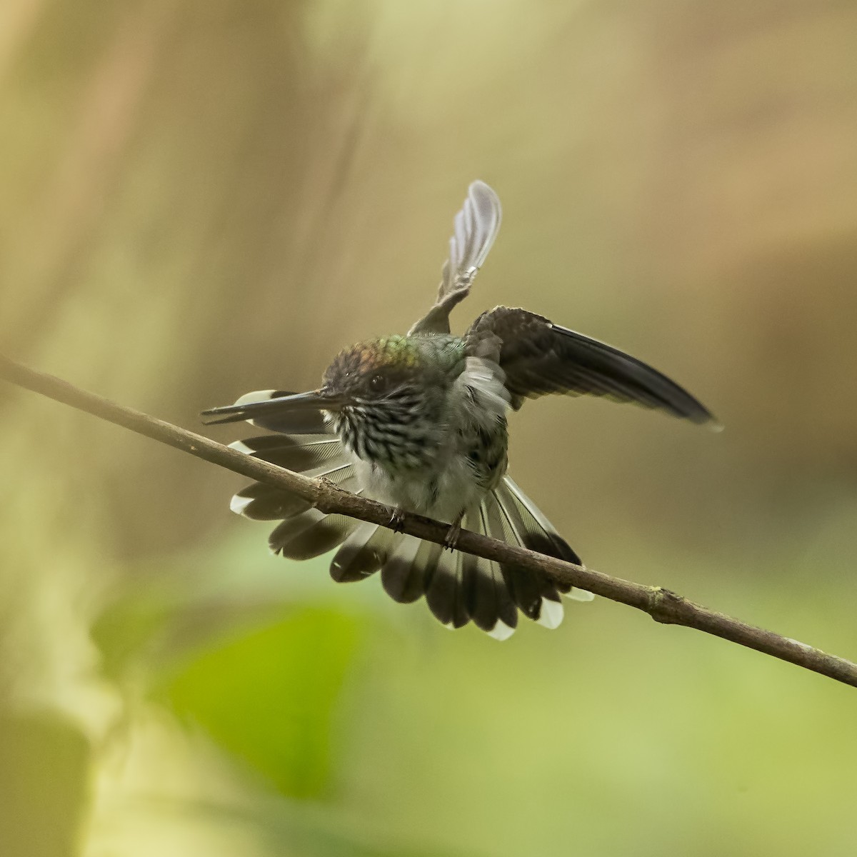 Tooth-billed Hummingbird - Peter Hawrylyshyn