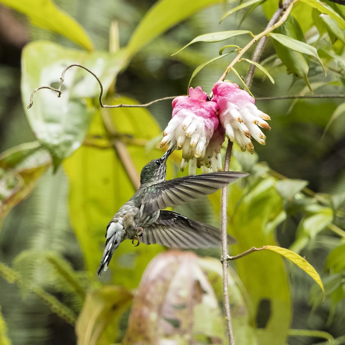 Tooth-billed Hummingbird - Peter Hawrylyshyn