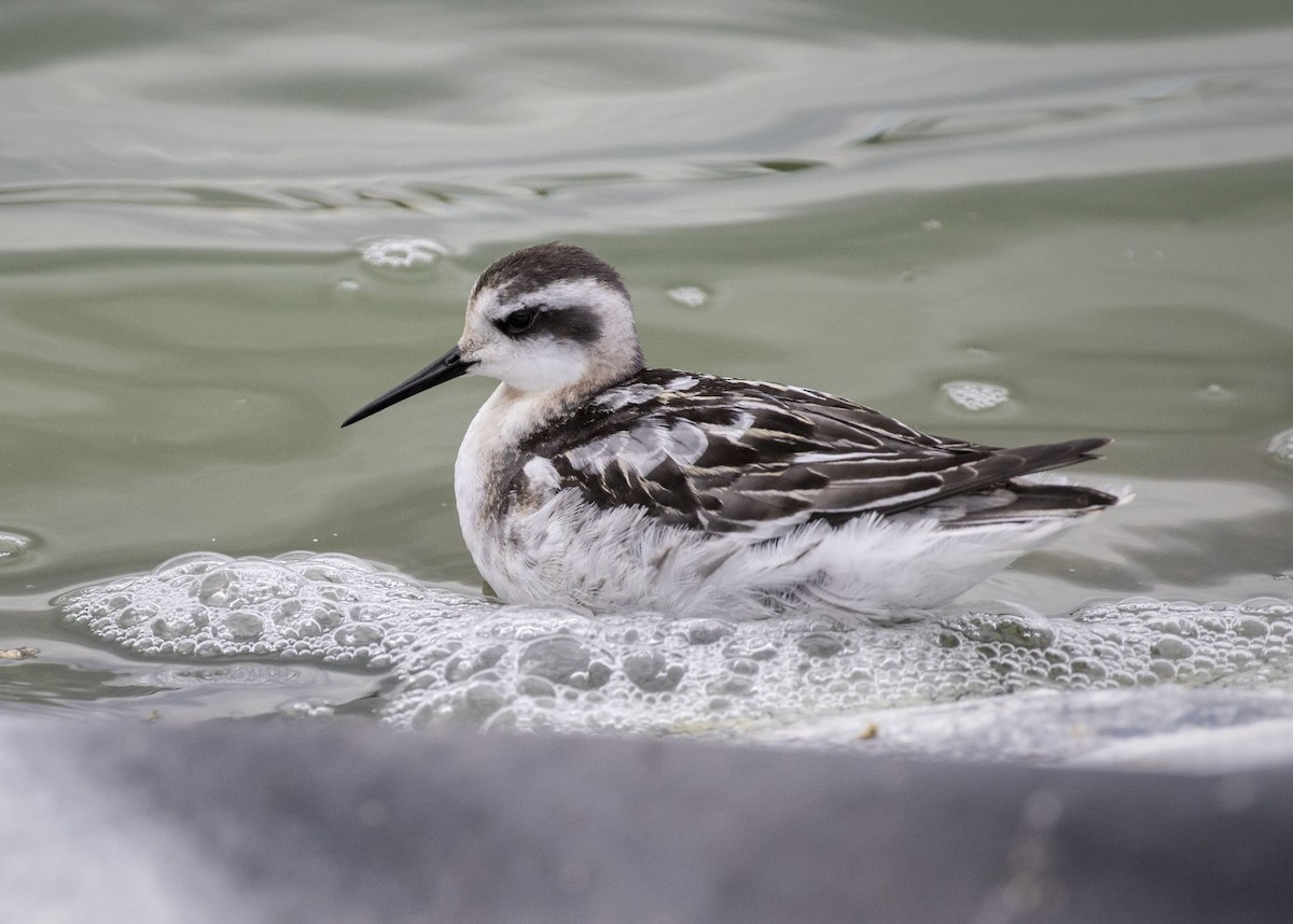 Red-necked Phalarope - Mouser Williams