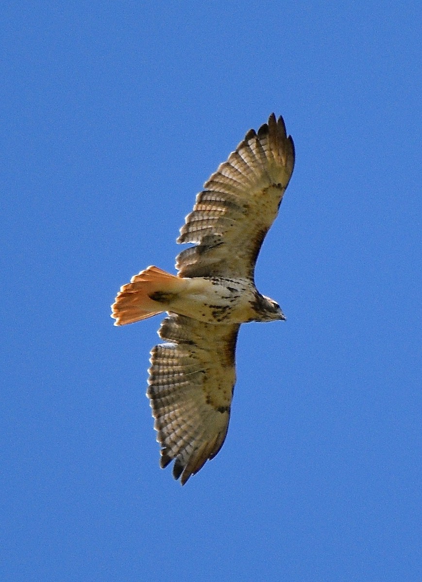 Red-tailed Hawk - COA Club d'ornithologie d'Ahuntsic